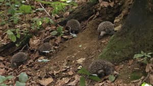 Year of the Hedgehog — foto 3