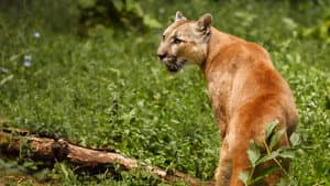 Man Vs. Puma — foto 4
