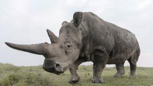 The Last Rhinos: A New Hope — foto 2