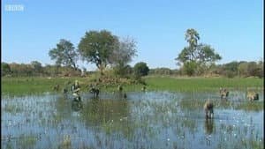 Delta del Okavango