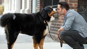 Dogs In The City — foto 1