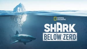 Shark Below Zero — foto 10