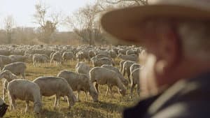 Wild & Wool — foto 2