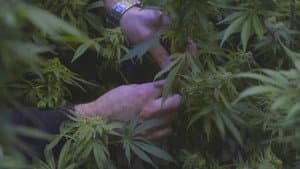 The Legend of 420 — foto 1