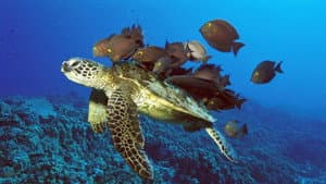 The Jacques Cousteau Odyssey — foto 1