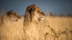 Predator v Prey — foto 6
