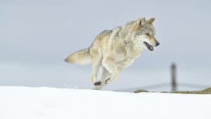L'Odyssée du loup — foto 1