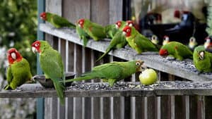 The Wild Parrots of Telegraph Hill — foto 6