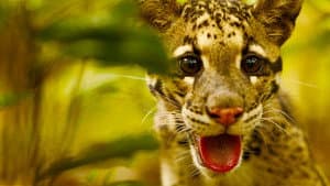 Return of the Clouded Leopards — foto 3