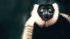 Madagascar's Weirdest — foto 8