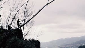 Melodies of a Mute Life — foto 4