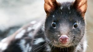 Quoll Farm — foto 3