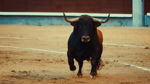 Toro — foto 1