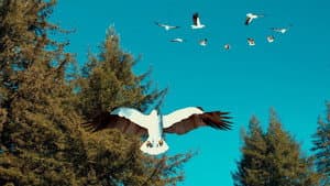 Birdemic 3: Sea Eagle — foto 1