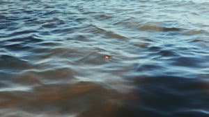 Lo que trajo el Río — foto 1