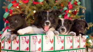 12 Dogs of Christmas: Great Puppy Rescue — foto 1