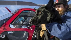 Superpower Dogs — foto 2
