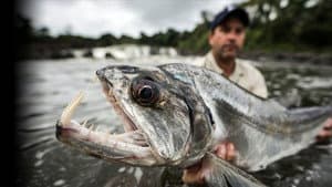 Monster Fish — foto 4