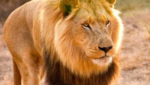 Man V. Lion — foto 6