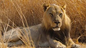Big Cat Country — foto 2