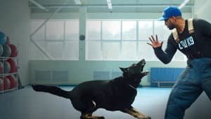 Adiestramiento canino — foto 1