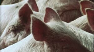 Pigs! — foto 3