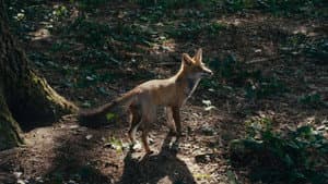 La Danse des renards — foto 7