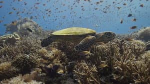 A Deeper Dive with David Attenborough — foto 2