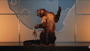 Monkey Mischief — foto 1