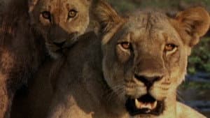 Ultimate Enemies: Elephants and Lions — foto 1