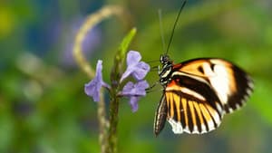 Sex, Lies and Butterflies — foto 1