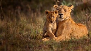 Lion Dynasty — foto 3