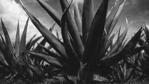 Magueyes — foto 4