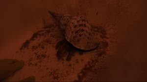 Whispers of the Waves — foto 1