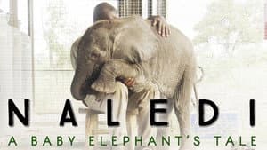 Naledi: A Baby Elephant's Tale — foto 1