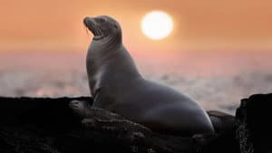 Leones Marinos de las Galápagos — foto 2