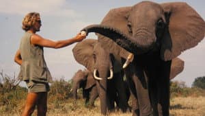 A Life Among Elephants — foto 1