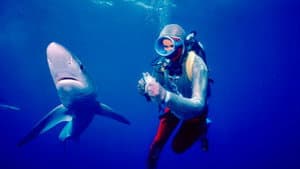 Jugando con tiburones — foto 6