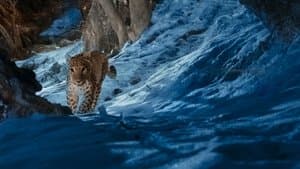 Leopardos