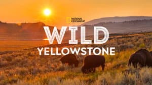 Wild Yellowstone — foto 9