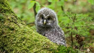 Der wilde Wald — foto 4