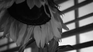 How To Water a Sunflower — foto 1