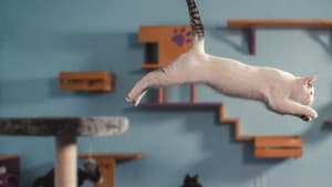 En la mente de un gato — foto 2