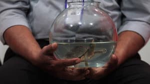 Fishbowl — foto 1