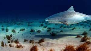 Sharks of the Bermuda Triangle — foto 7