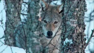 Europe's Last Wilderness — foto 1
