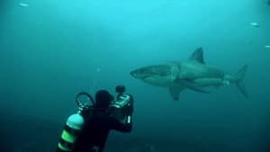Great White Shark: A Living Legend — foto 1