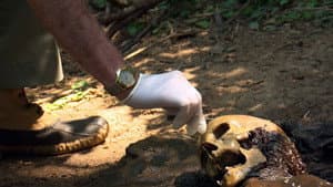 Episodio 4