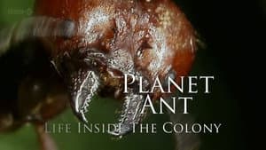 Planet Ant: Life Inside The Colony — foto 1