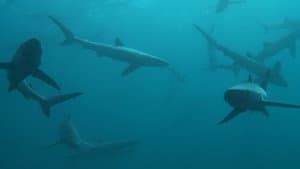 Britain's Whales and Sharks — foto 1